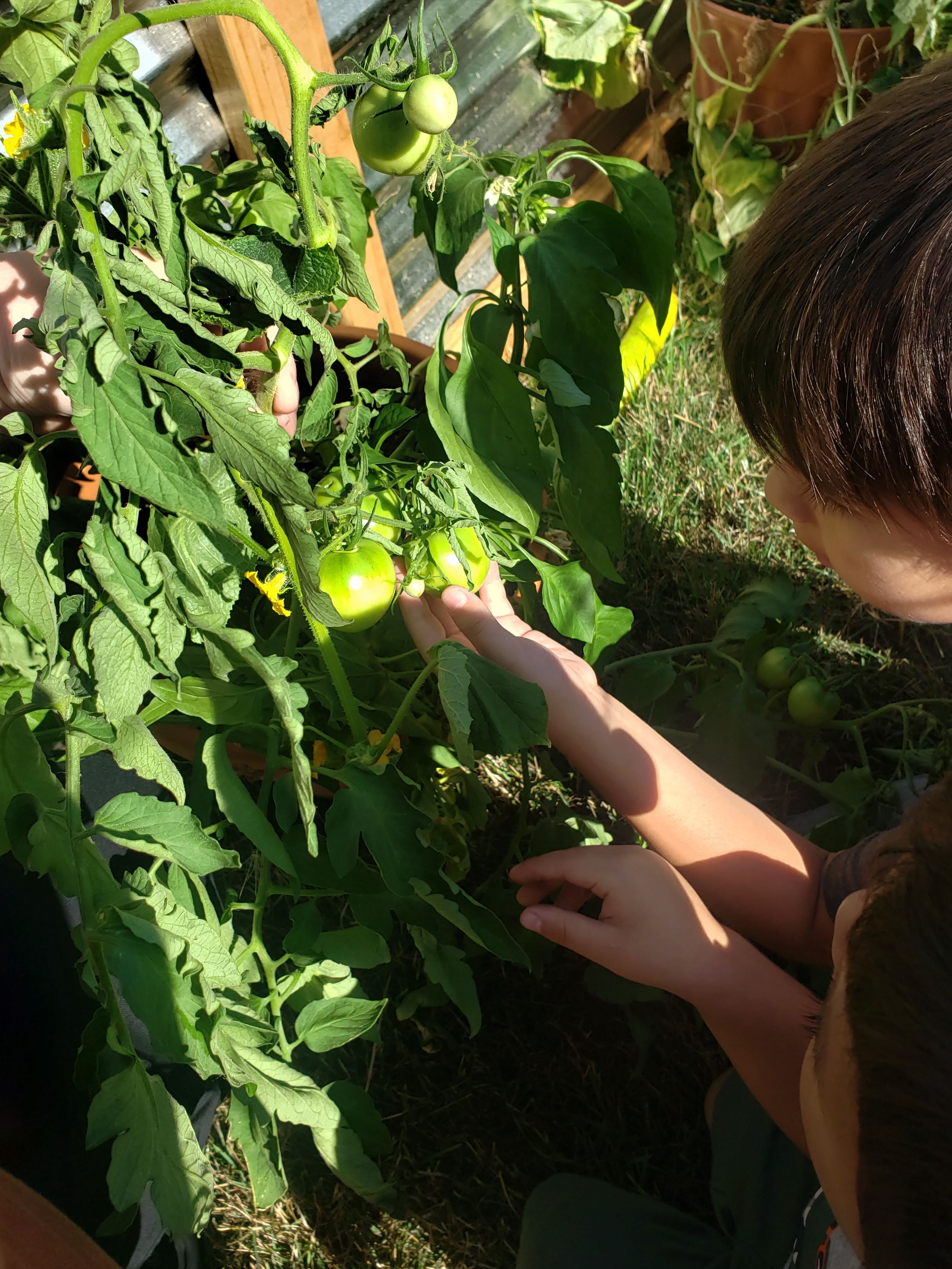 Checking out the tomatoes